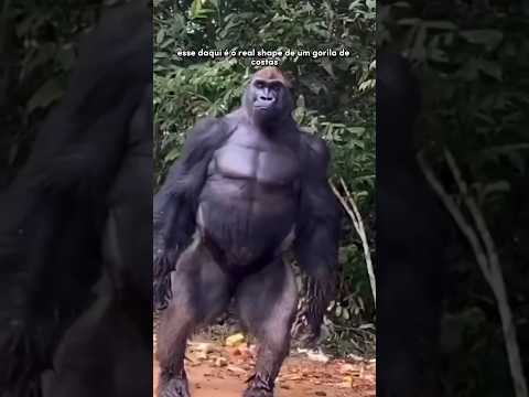 Vídeo: Gorilla: foto, peso. Onde os gorilas vivem?