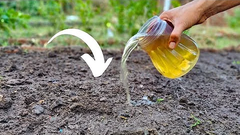 The Ultimate Guide to Healthy Soil: Increase Bacteria for Thriving Plants