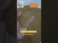 methighass ,rajka,Alfa Alfa seeds , wholesale price -9226183731 #methighass #rajka#goat #sheep #cow