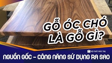 Gỗ Óc Chó Là Gỗ Gì, Nguồn Gốc, Tính Ứng Dụng - Mời Quý Vị Cùng Nội Thất Phúc Thọ Đi Tìm Hiểu Nào.