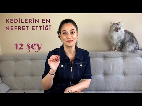 Video: Kedinizi sabah sessiz kalmak için eğitin