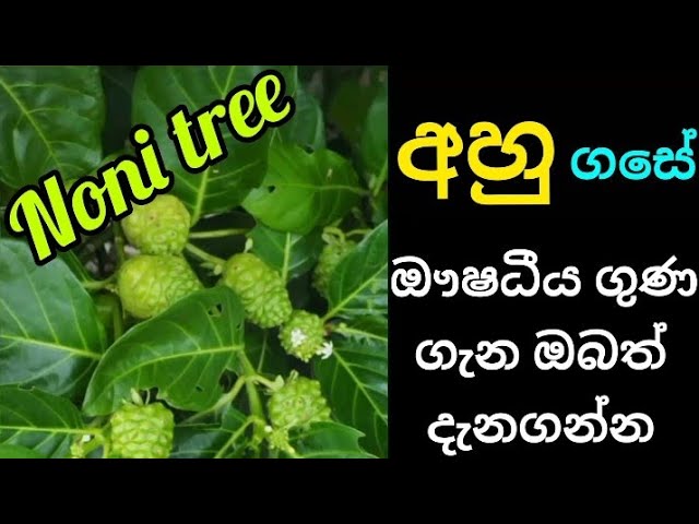 අහු ගසේ ඖෂධීය ගුණ ගැන ඔබත් දැනගන්න noni tree 🌿