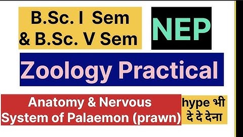Zoology Practical | Anatomy and Nervous System of Palaemon | Exercise 4 & 5 | B.Sc. 1st & V Sem NEP