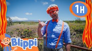 Blippi's Volcano Adventure | Vehicles For Children | Educational Videos For Kids