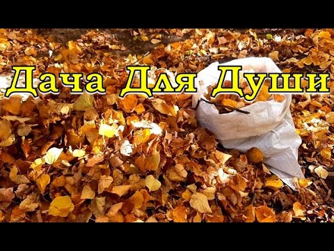 Нужно ли убирать ЛИСТЬЯ под деревьями?🌿🍁🍂