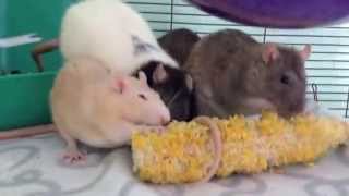 What pet rats should NOT eat