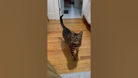 Video 6228271: breed bengal, cat