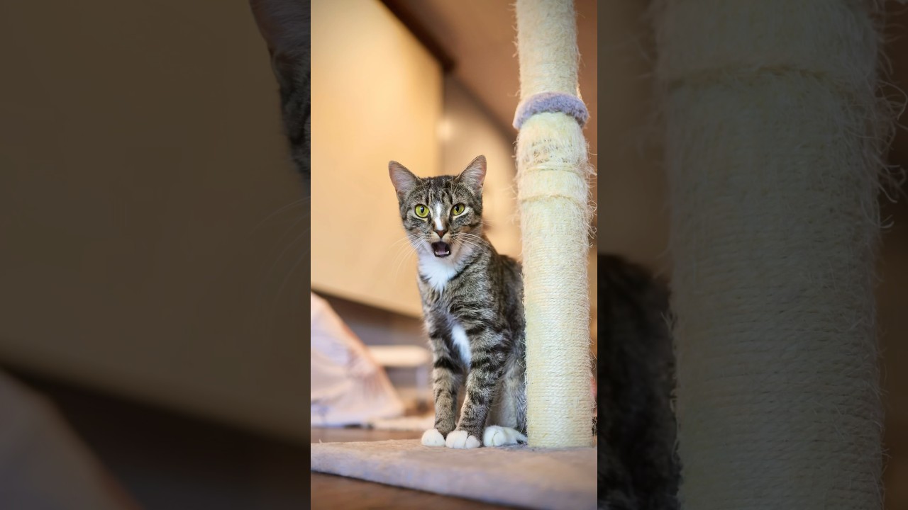 BECOMING A PROFESSIONAL CAT PHOTOGRAPHER 