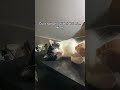 Làm nũng 😻 | Acting cute