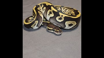 Insane Ball Python Hatchlings unveiled! #art #ballpython #snake #smallbusiness #pet #adorable #4u #i