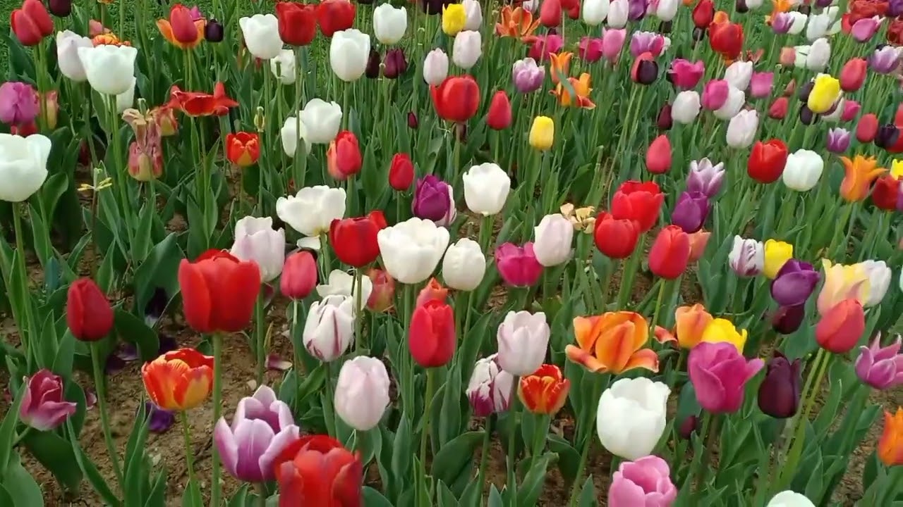 Tulip Festival in Istanbul 2022🌷🌷 EMIRGAN PARK