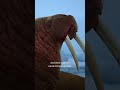 These male walruses are on thin ice—liberally #space #lifeisbutadream #wildlife #racinggame #animals