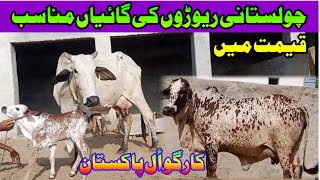 Cholistani Sahiwal Cholistani Crouse Cows For Sale Near Madrassa Mandi Cholistan / Luddan Mandi.PK