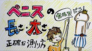 ペニスの「長さ・太さ」の正確な測定方法【アニメーション】