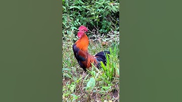 #chicken 😱😱 Tiếng gà rừng gáy chuẩn 2025 #garung #chuongga #gà #gàrừng