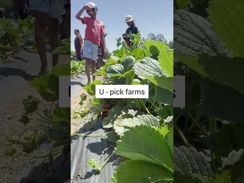 Strawberry picking 🍓| U pick farms|Brentwood| California #strawberrypicking #brentwood#california