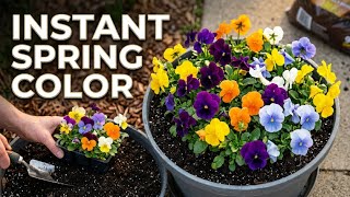 Pansy Container Gardening | Spring and Fall Blooms