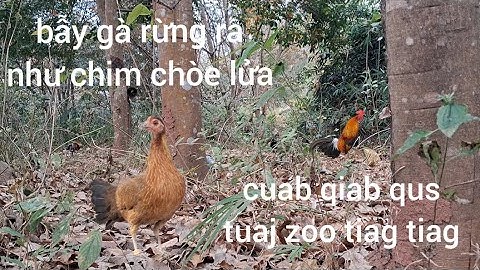 Bẫy gà rừng bồi khô quá không cách nào dính được. cuab qaib qus tuaj zoo tiag tiag pob tsi mag li
