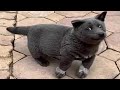 Funniest cat and dogs   found on tiktok   chris pets