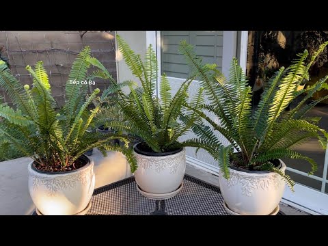 Video: Làm thế nào để cây dương xỉ thanh lọc không khí: Trồng cây dương xỉ để thanh lọc không khí trong nhà