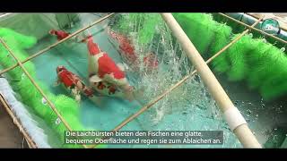 Spawning brush Mountain Tree Ablaichbuerst DE