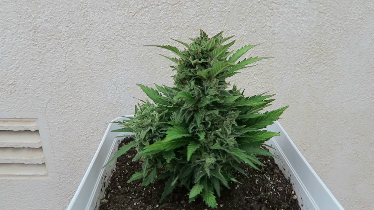 CREAM MANDARINE AUTO DE SWEET SEEDS EN MACETA DE 18 LITROS CULTIVADA EN