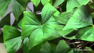 Shamrock Plant Time-Lapse