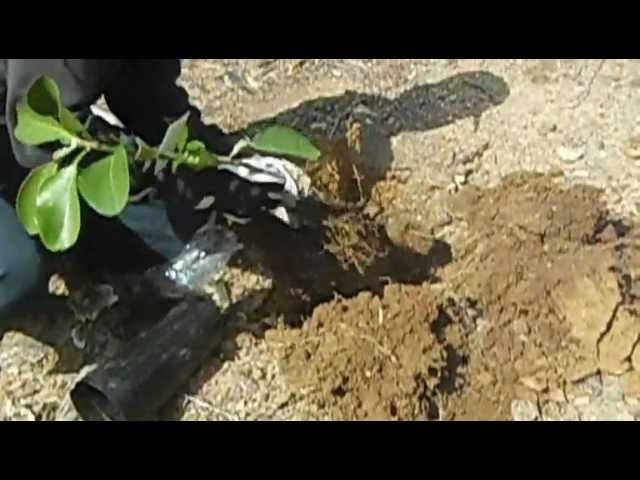 みかんの苗木を植える Youtube