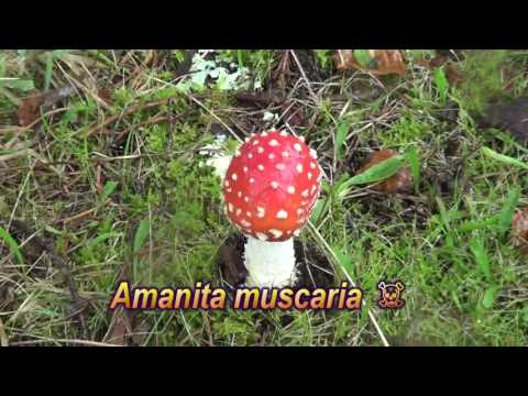 Vídeo: Como Cozinhar Cogumelos Russula