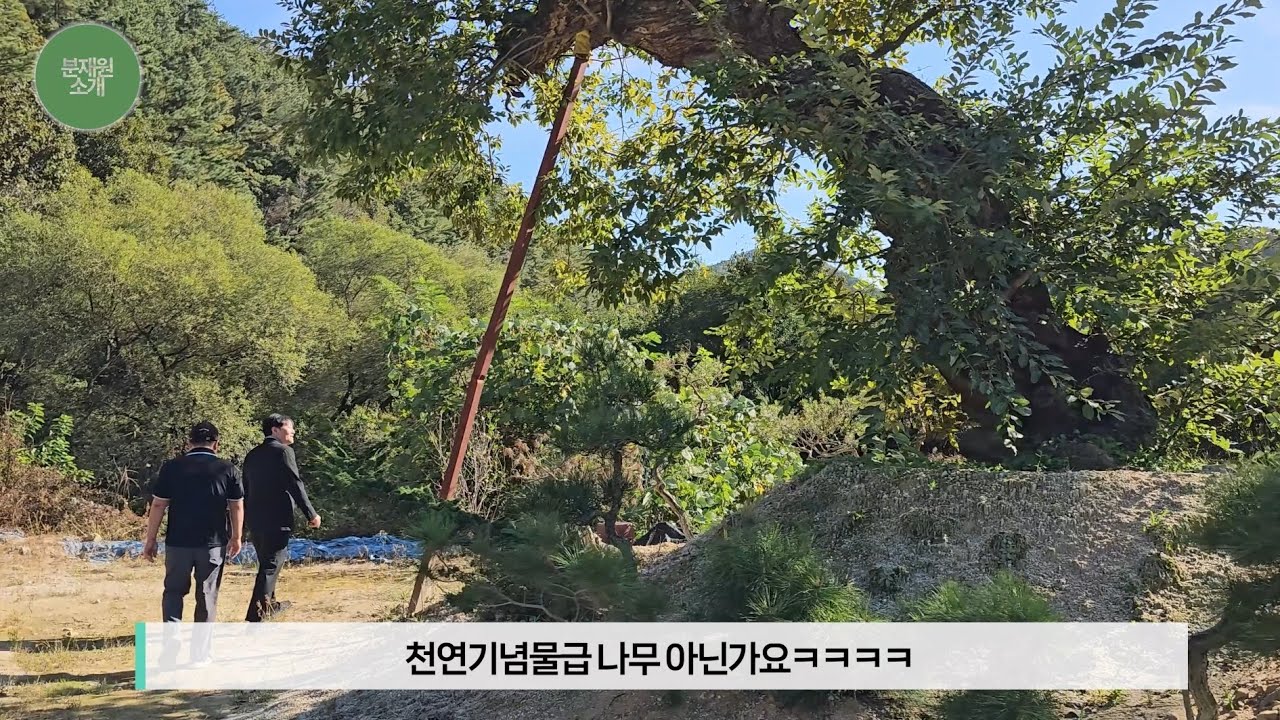 유튜브 최초 !! 한목회 부회장님의 비밀의정원을 소개합니다.[한목분재의창 -2회]