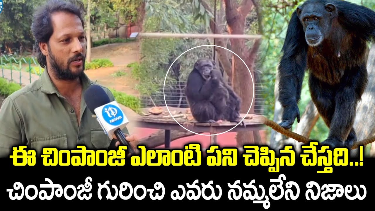 చింపాంజీ గురించి ఎవరు నమ్మలేని నిజాలు..! || Chimpanzee In Vizag Zoo || iDream News