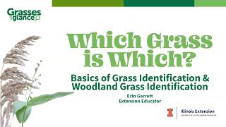 Which Grass is Which   Basics of Grasses and Woodland Grass ID   2026