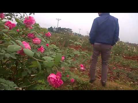 Video NGẮM VƯỜN HỒNG CỔ LUNG LINH VÀ NGHE BÁO GIÁ CỦA ANH... - youtube