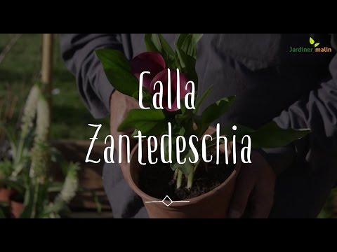 Vidéo: Quand dois-je planter mes bulbes de lys calla ?