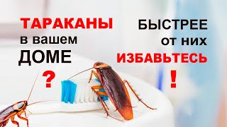 Как навсегда избавиться от тараканов. Быстро и безопасно вывести прусаков борной кислотой.