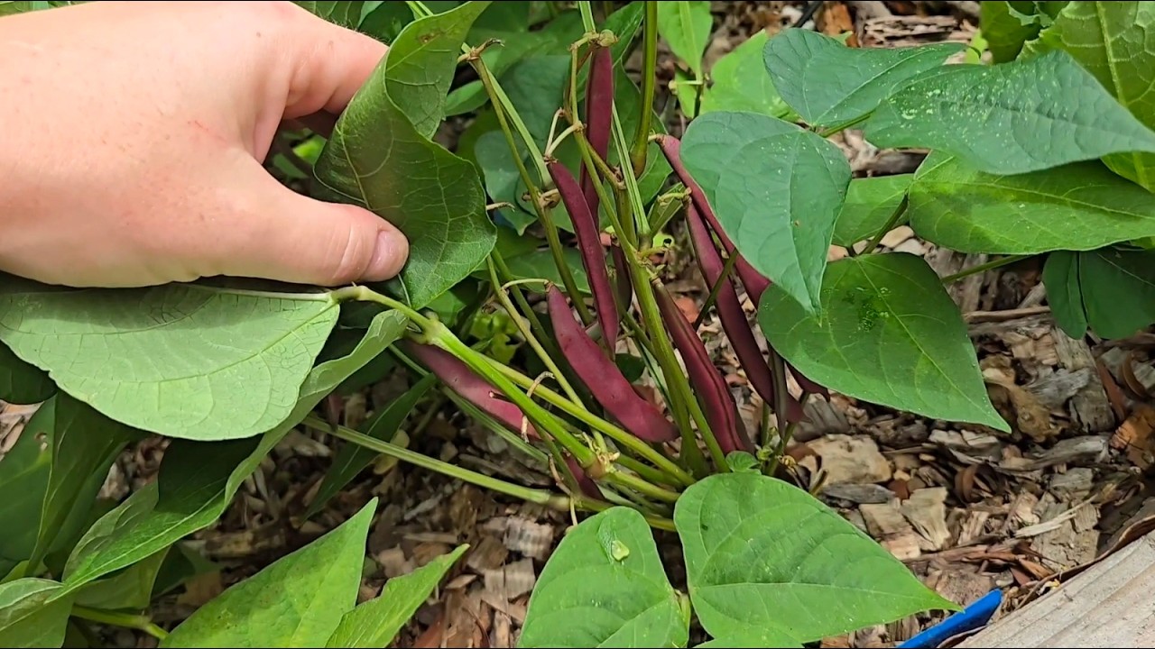 What's On The Menu For May - Eating Seasonally