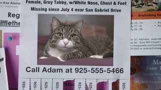 Have You Seen Me? License and Microchip Your Pet Today