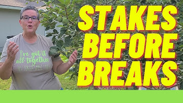 Staking our Fuyu Persimmon Trees