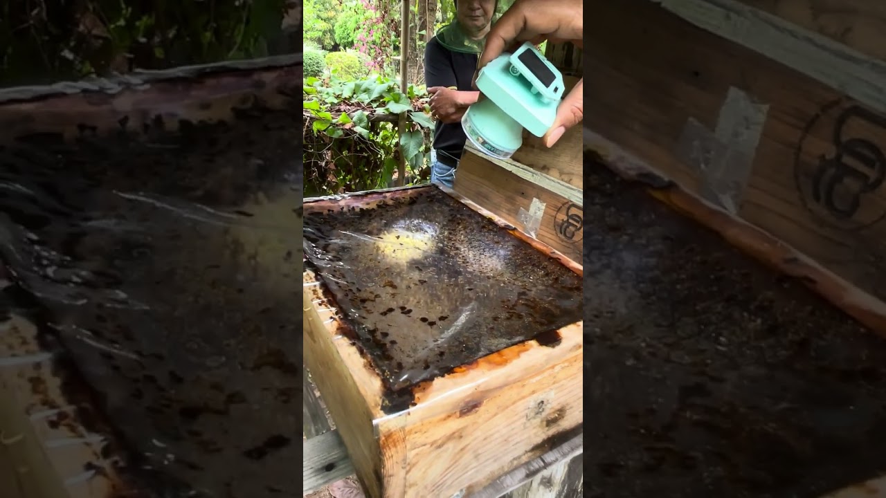 มาดูนางพญาในรังของชันโรง