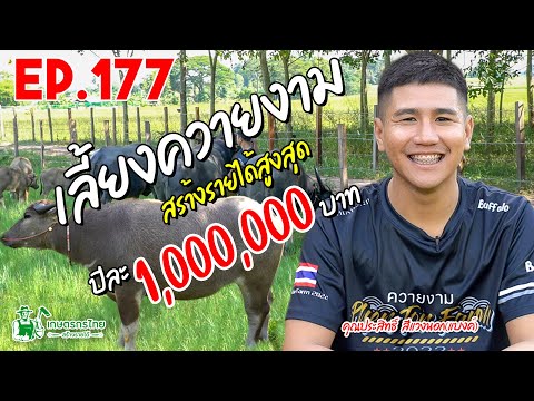 เลี้ยงควายสวยงาม สร้างรายได้สูงสุด 1,000,000 บาท/ปี l  เกษตรกรไทย สร้างรายได้ Ep177