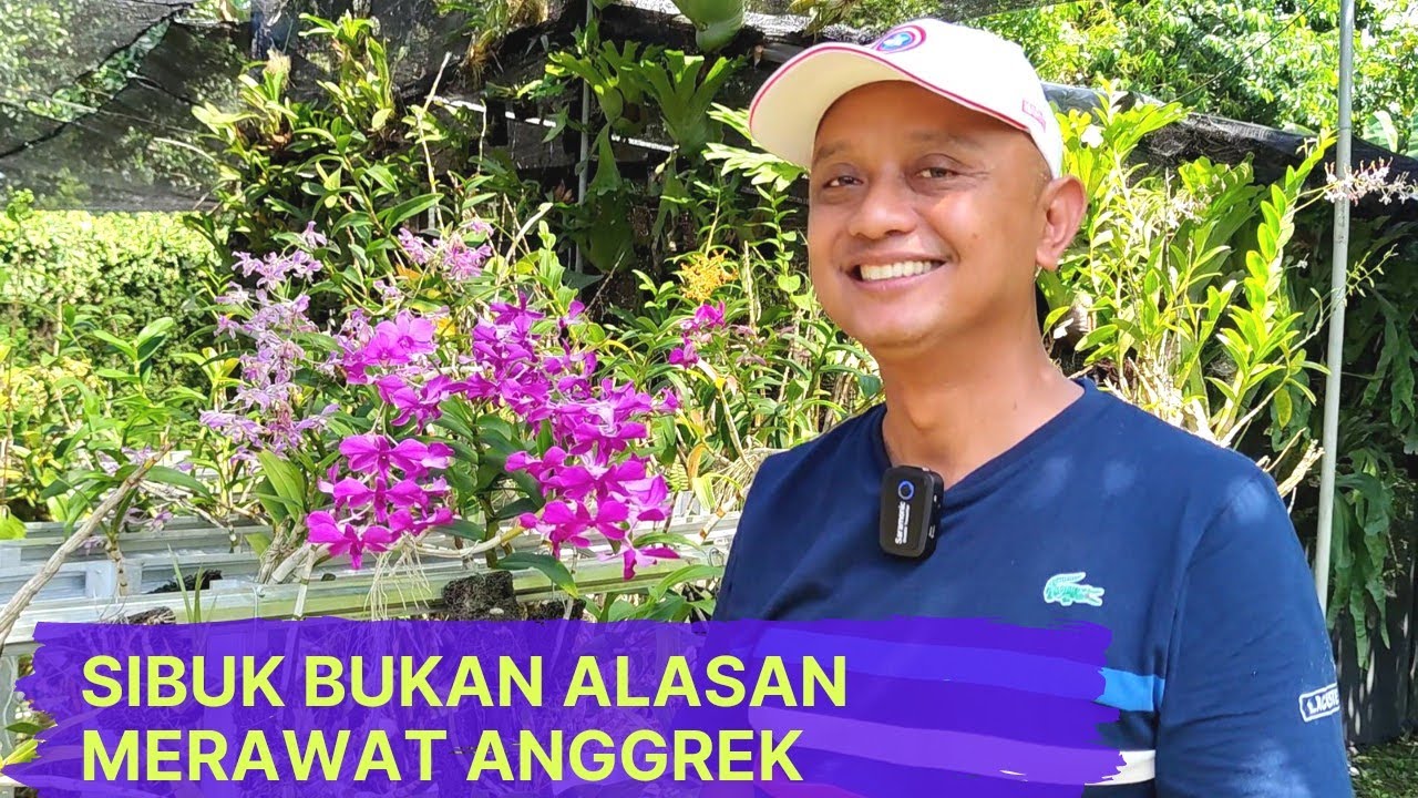MENANAM ANGGREK SUDAH TIDAK BUSUK LAGI, KOLEKSINYA LANGKA.
