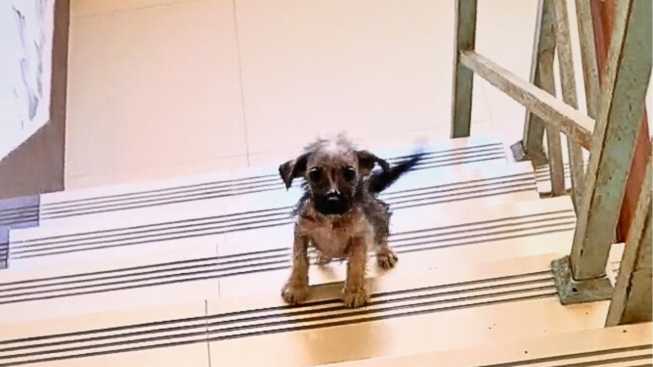 Выгуливая собаку, я накормил больного щенка. На следующий день он ждал меня у дома всю ночь…