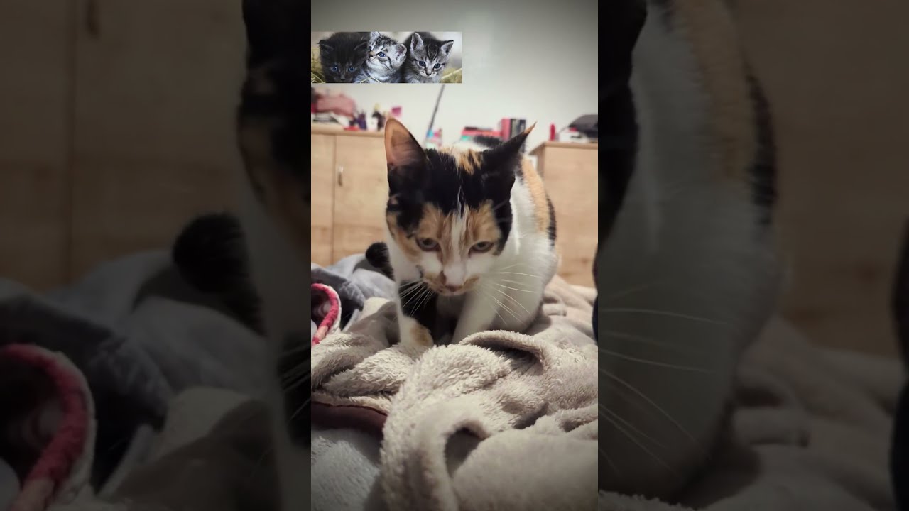 Positive Routines I Picked Up From Watching My Cat