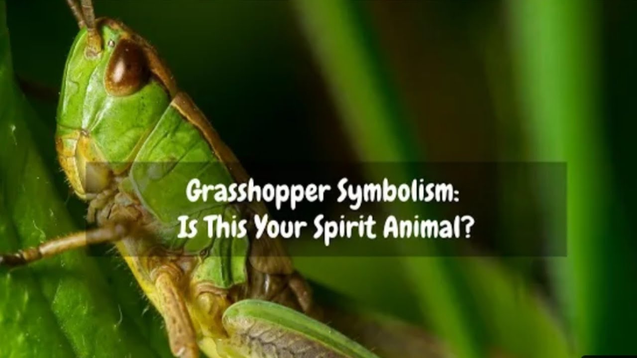 GRASSHOPPER SYMBOLISM: IS THIS YOUR SPIRIT ANIMAL?