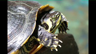 Eduardo Sáinz  de la Maza: „La Tortuga“
