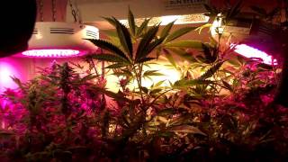 35 Days into My Purple Kush and Grand Daddy purple flower cycle by SACKHEAD420