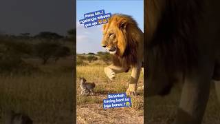 si kucing jatuhkan wibawa singa #kucing #kucinglucu #kucingberantem #cat #funny #shorts