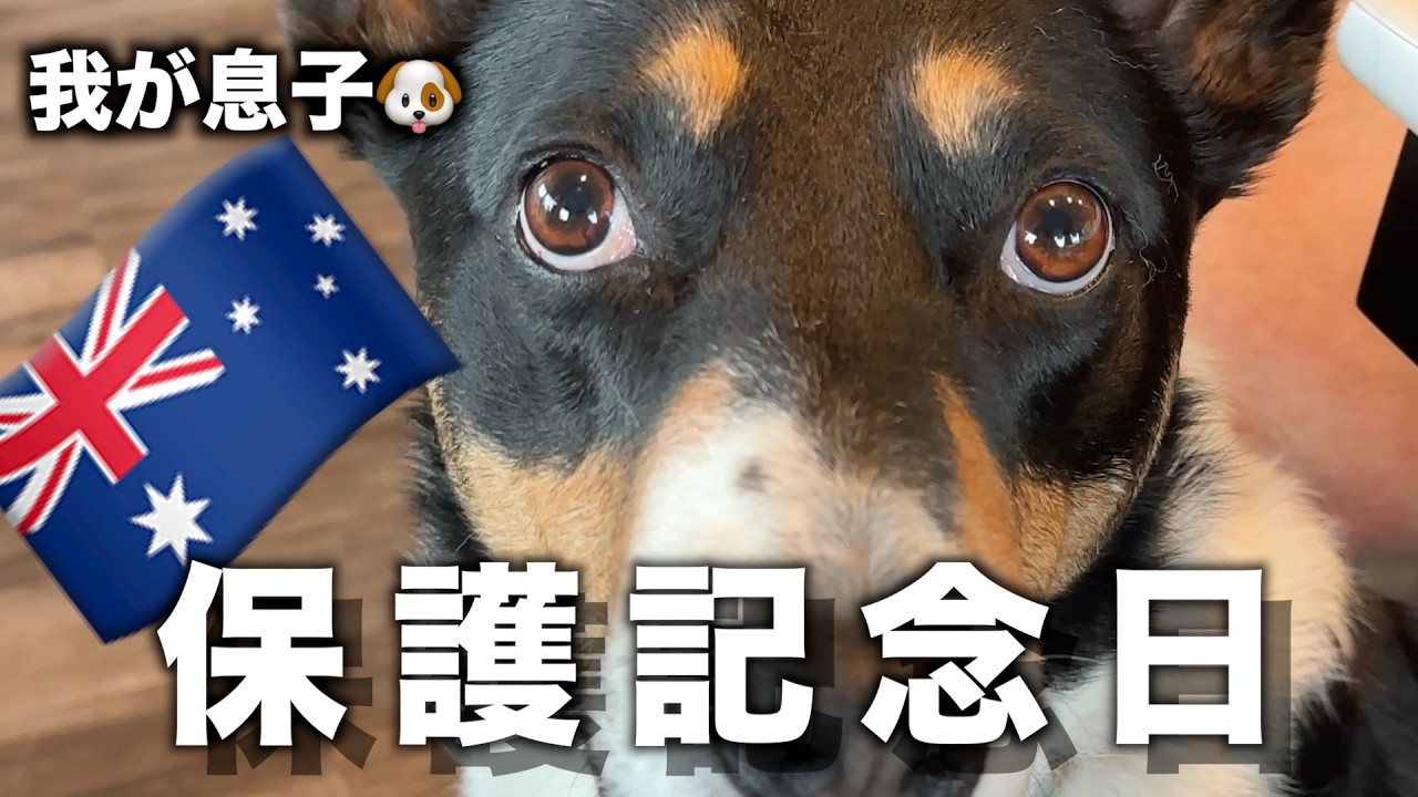 【海外生活の日常】真冬の日本🥶から真夏のオーストラリア🥵でも、ペットたちは今日も元気です❤️