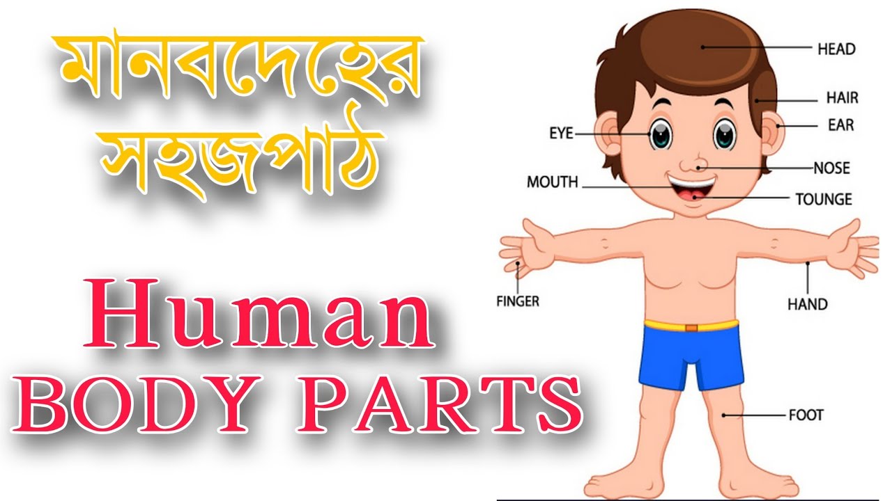 মানবদেহের সহজপাঠ ।। Body Parts of Human - YouTube