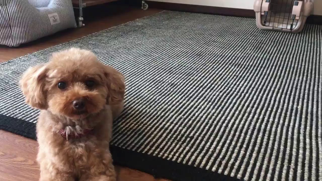 クレートのしつけと防災訓練 ここ日和 トイプードル写真ブログ